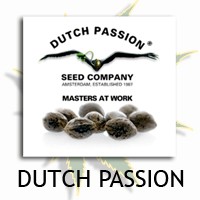 Dutch Medical Seeds